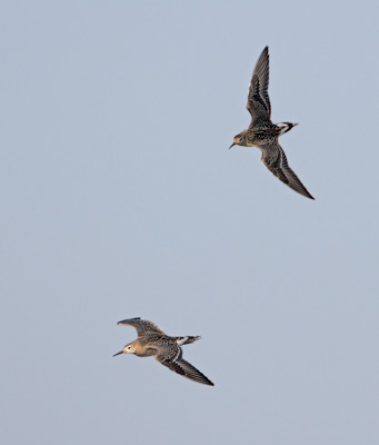 Ruff (Philomachus pugnax) photo