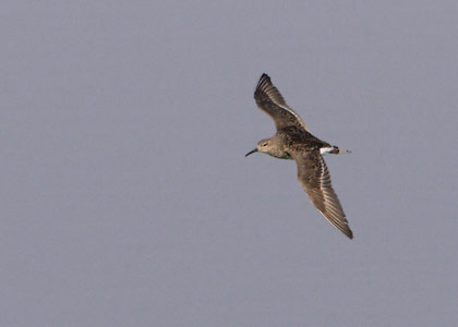 Ruff (Philomachus pugnax) photo