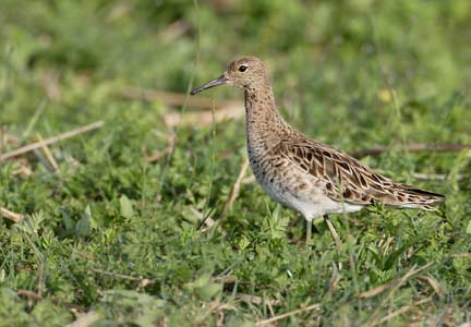 Ruff (Philomachus pugnax) photo