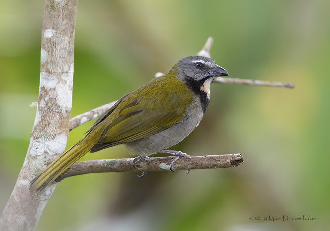 Buff-throated Saltator (Saltator maximus) photo