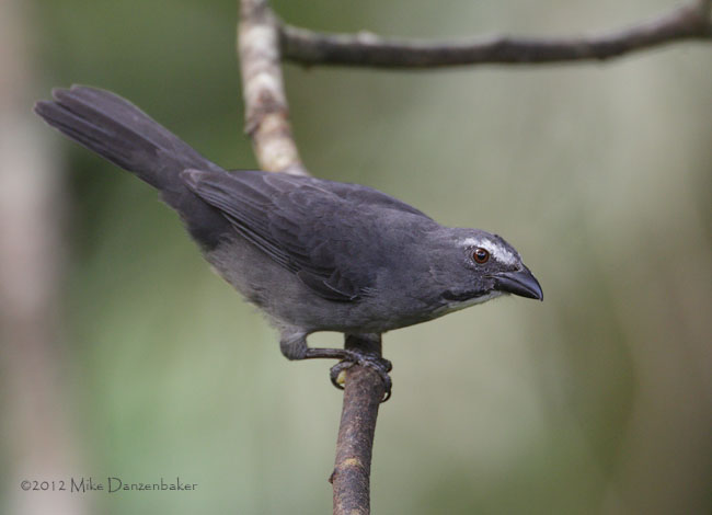 Grayish Saltator (Saltator coerulescens) photo