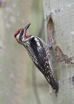 Red-naped Sapsucker (Sphyrapicus nuchalis) photo