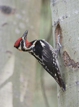 Red-naped Sapsucker (Sphyrapicus nuchalis) photo
