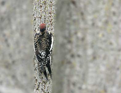 Yellow-bellied Sapsucker (Sphyrapicus varius) photo
