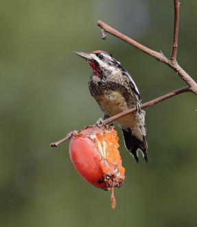 Yellow-bellied Sapsucker (Sphyrapicus varius) photo