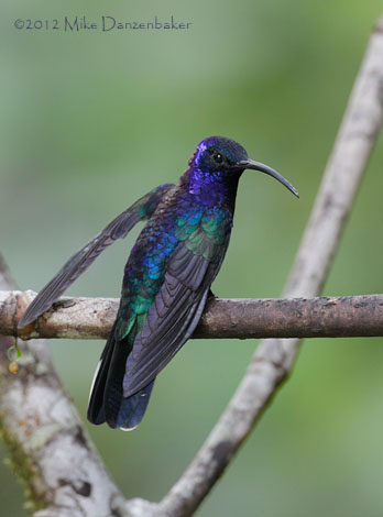 Violet Sabrewing (Campylopterus hemileucurus) photo