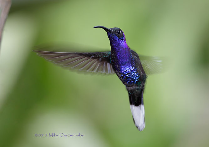 Violet Sabrewing (Campylopterus hemileucurus) photo