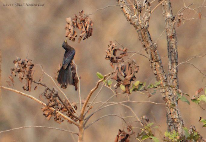 Black Scimitarbill (Rhinopomastus aterrimus) photo