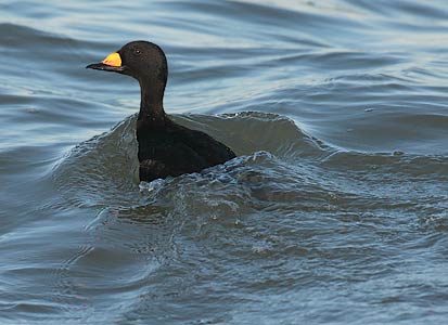 Black Scoter (Melanitta nigra) photo