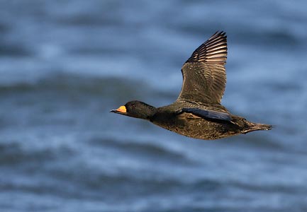 Black Scoter (Melanitta nigra) photo