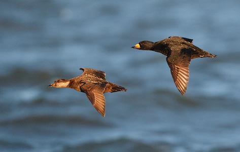 Black Scoter (Melanitta nigra) photo