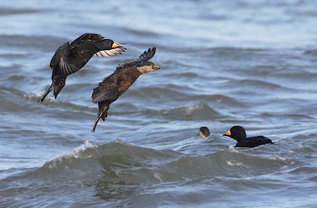 Black Scoter (Melanitta nigra) photo