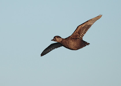Black Scoter (Melanitta nigra) photo