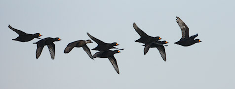 Black Scoter (Melanitta nigra) photo