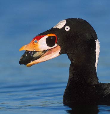 Surf Scoter (Melanitta perspicillata) photo