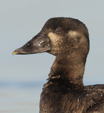 Surf Scoter (Melanitta perspicillata) photo