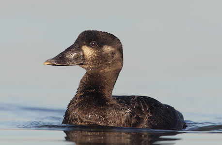 Surf Scoter (Melanitta perspicillata) photo