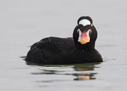 Surf Scoter (Melanitta perspicillata) photo