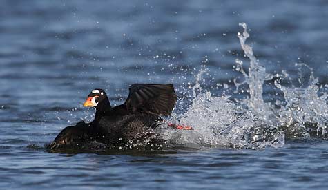 Surf Scoter (Melanitta perspicillata) photo