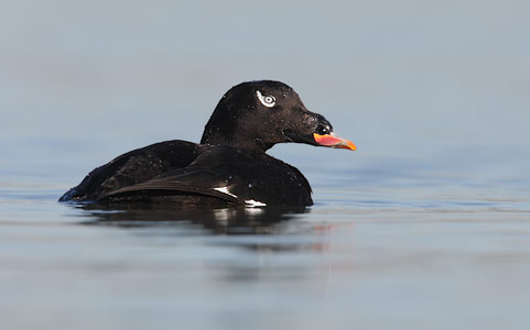 White-winged Scoter (Melanitta fusca) photo
