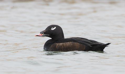 White-winged Scoter (Melanitta fusca) photo