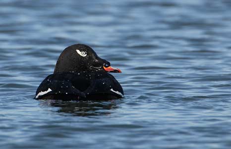 White-winged Scoter (Melanitta fusca) photo