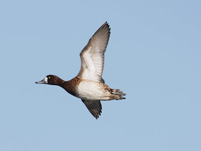 Greater Scaup (Aythya marila) photo