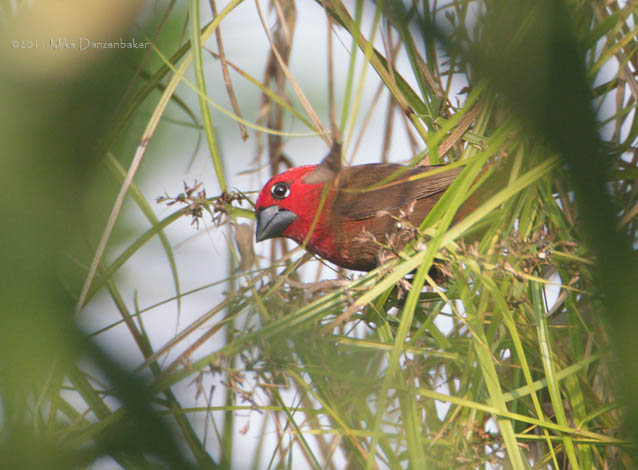 Black-bellied Seedcracker (Pyrenestes ostrinus) photo