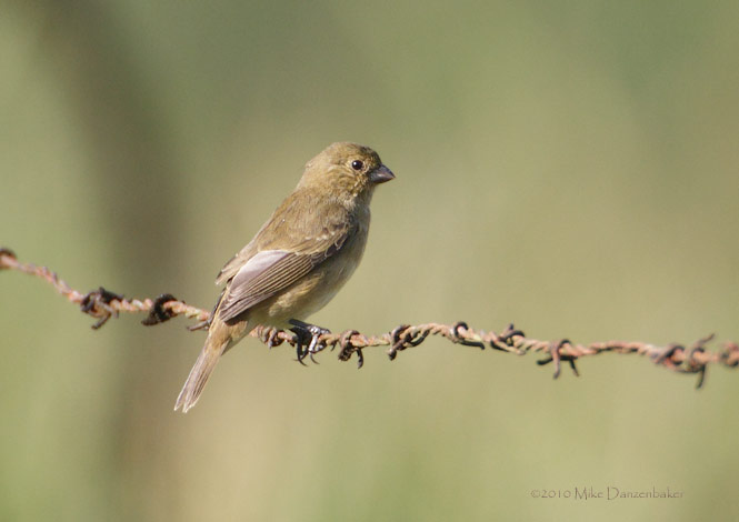 Ruddy-breasted Seedeater (Sporophila minuta) photo