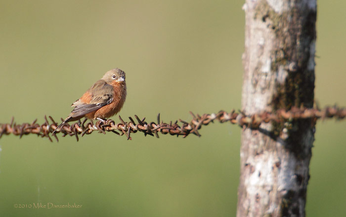 Ruddy-breasted Seedeater (Sporophila minuta) photo