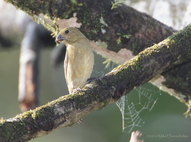 Slate-colored Seedeater (Sporophila schistacea) photo