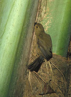Variable Seedeater (Sporophila americana (aurita)) photo
