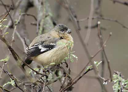 White-collared Seedeater (Sporophila torqueola) photo