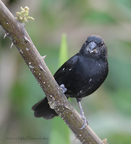 Thick-billed Seed-Finch (Oryzoborus funereus) photo