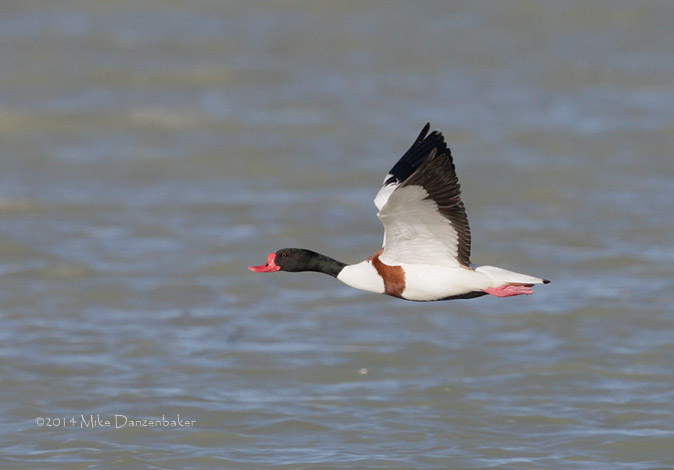 Common Shelduck (Tadorna tadorna) photo