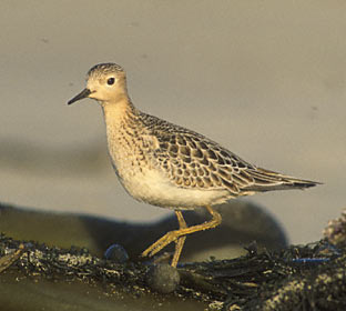 Buff-breasted Sandpiper (Tryngites subruficollis) photo image