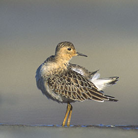 Buff-breasted Sandpiper (Tryngites subruficollis) photo image