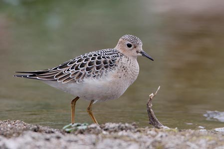 Buff-breasted Sandpiper (Tryngites subruficollis) photo