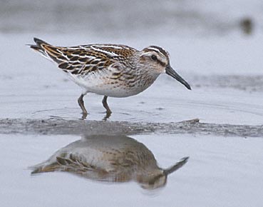 Broad-billed Sandpiper (Limicola falcinellus) photo image