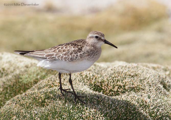 Baird's Sandpiper (Calidris bairdii) photo