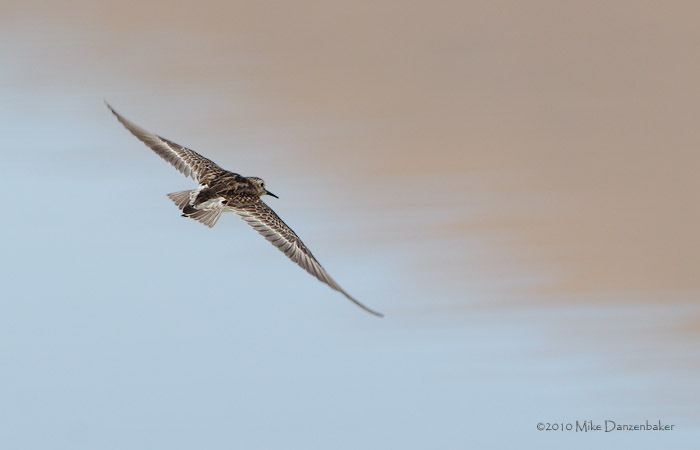 Baird's Sandpiper (Calidris bairdii) photo
