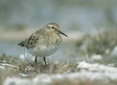 Baird's Sandpiper (Calidris bairdii) photo image