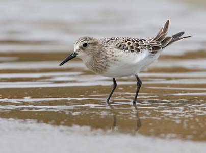 Baird's Sandpiper (Calidris bairdii) photo