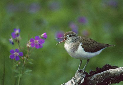 Common Sandpiper (Actitis hypoleucos) photo image