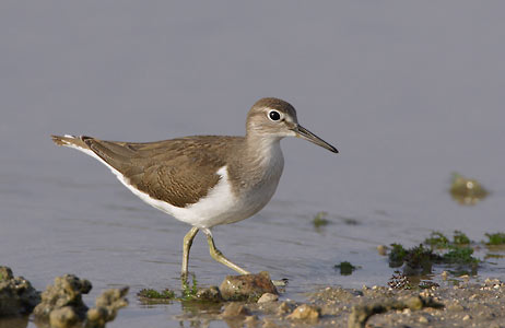 Common Sandpiper (Actitis hypoleucos) photo