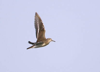 Common Sandpiper (Actitis hypoleucos) photo