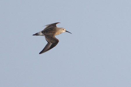 Curlew Sandpiper (Calidris ferruginea) photo