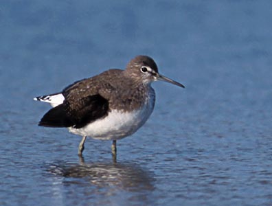 Green Sandpiper (Tringa ochropus) photo image