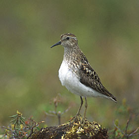 Least Sandpiper (Calidris minutilla) photo image