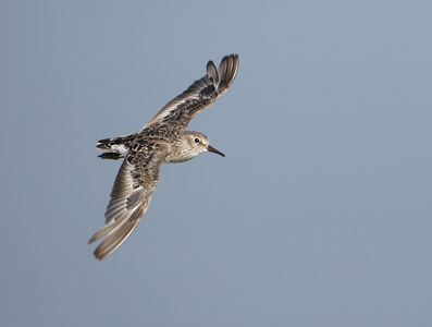 Least Sandpiper (Calidris minutilla) photo